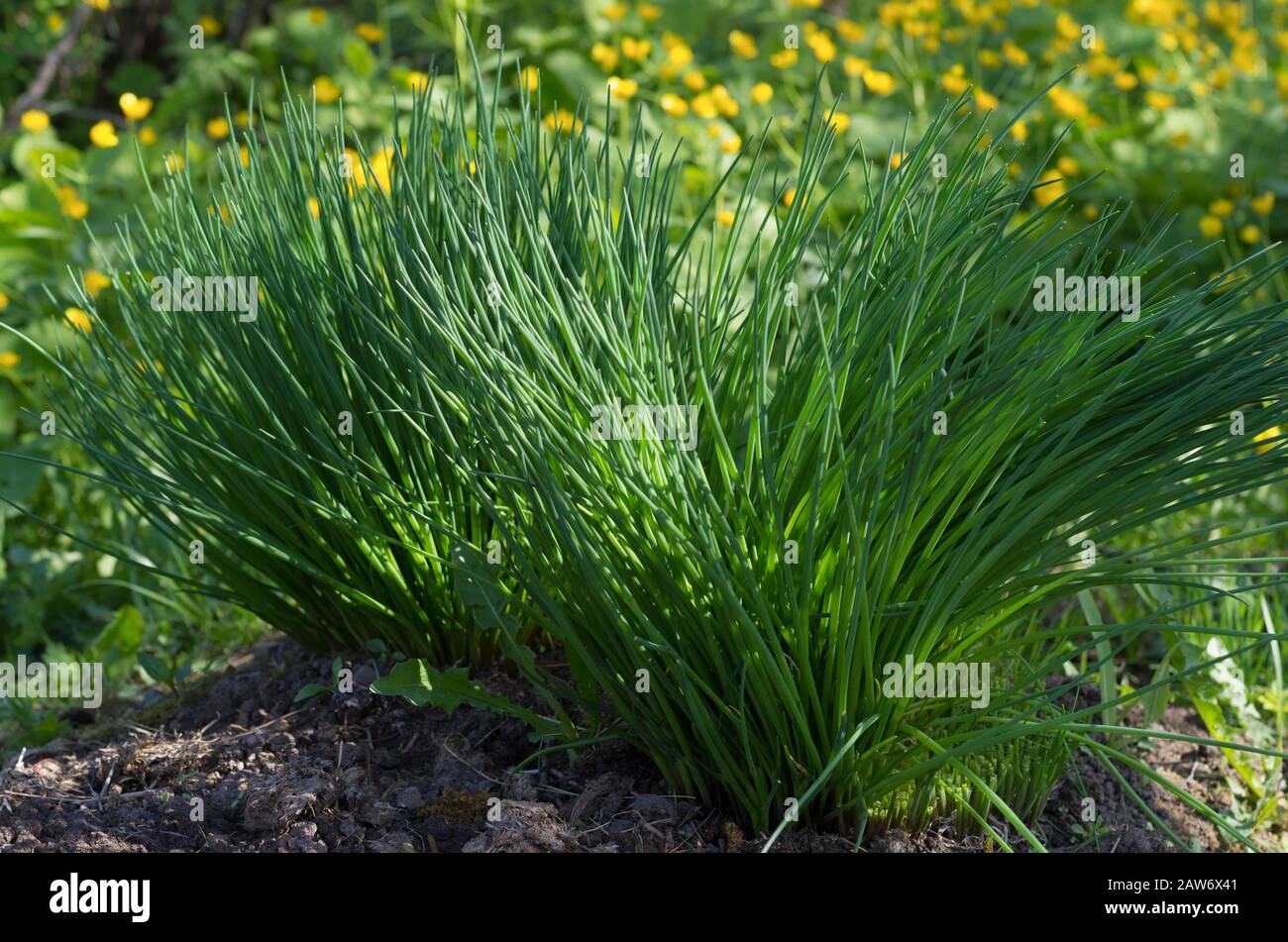 Early spring vegetable green onions called Chinese on a beautiful