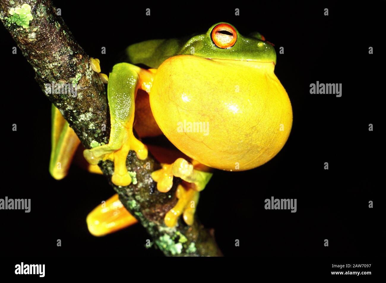 Male Redeyed Tree Frog calling Stock Photo Alamy