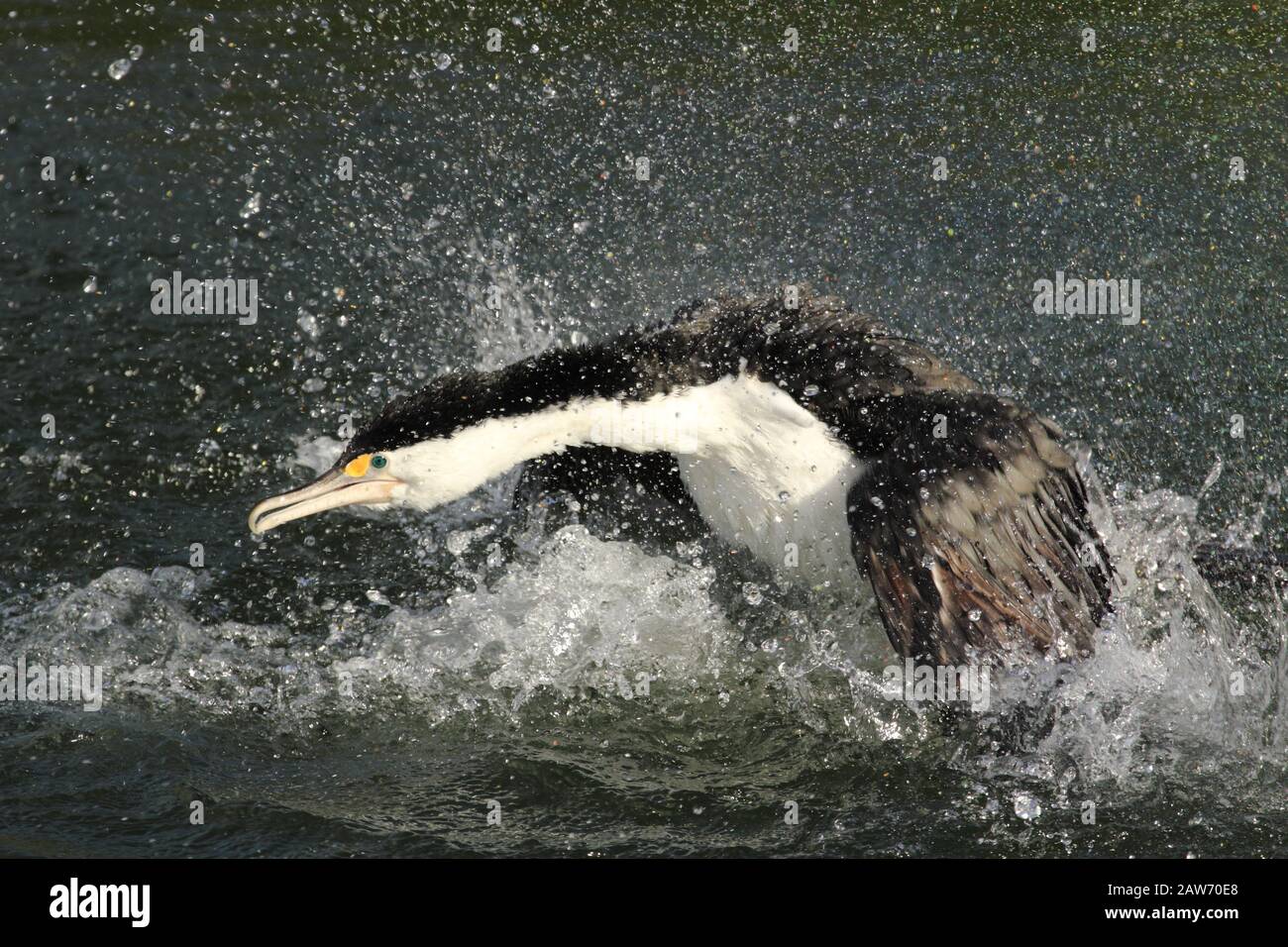 Great pied cormorant Stock Photo