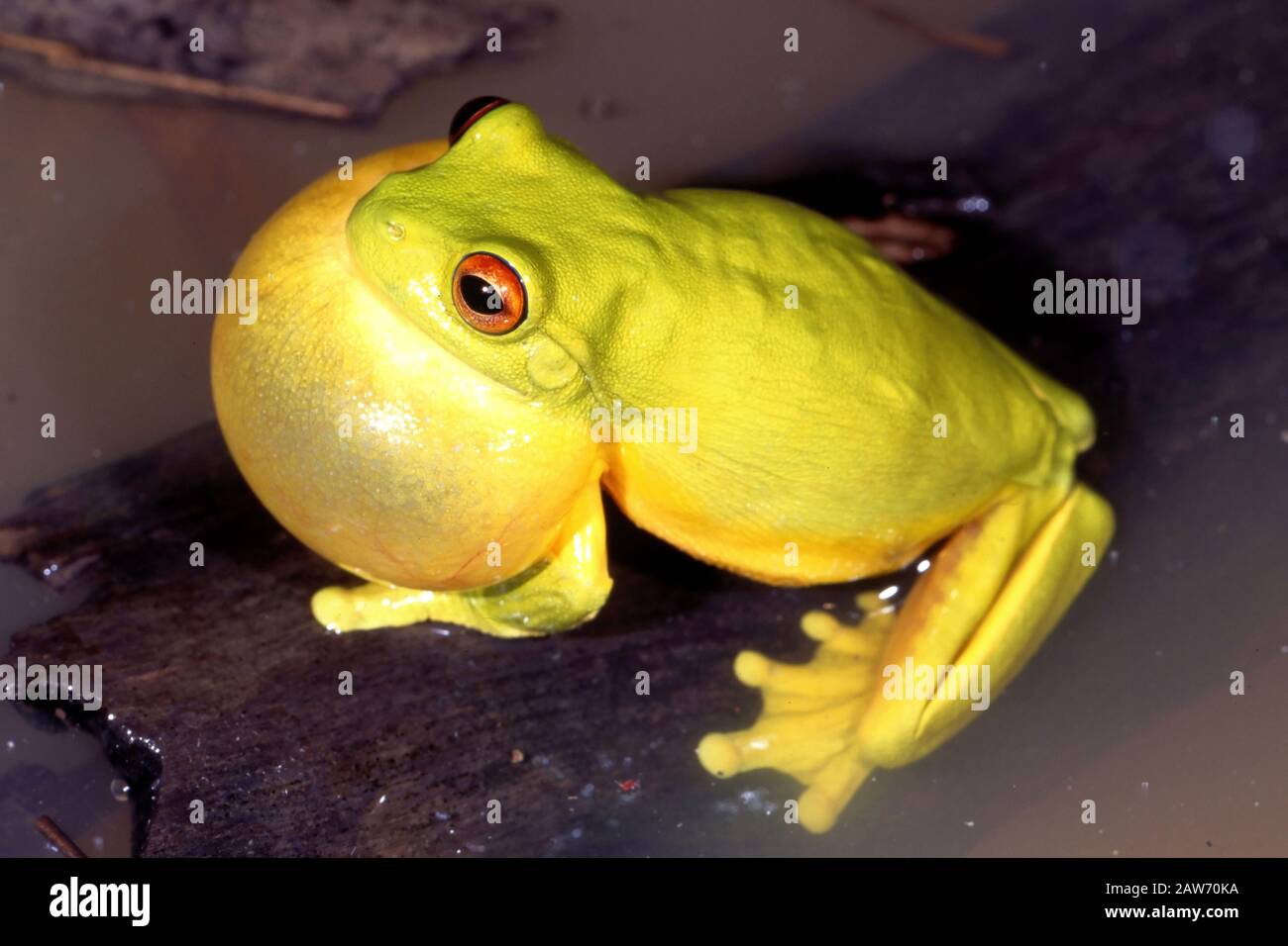 Male Red-eyed Tree Frog calling Stock Photo