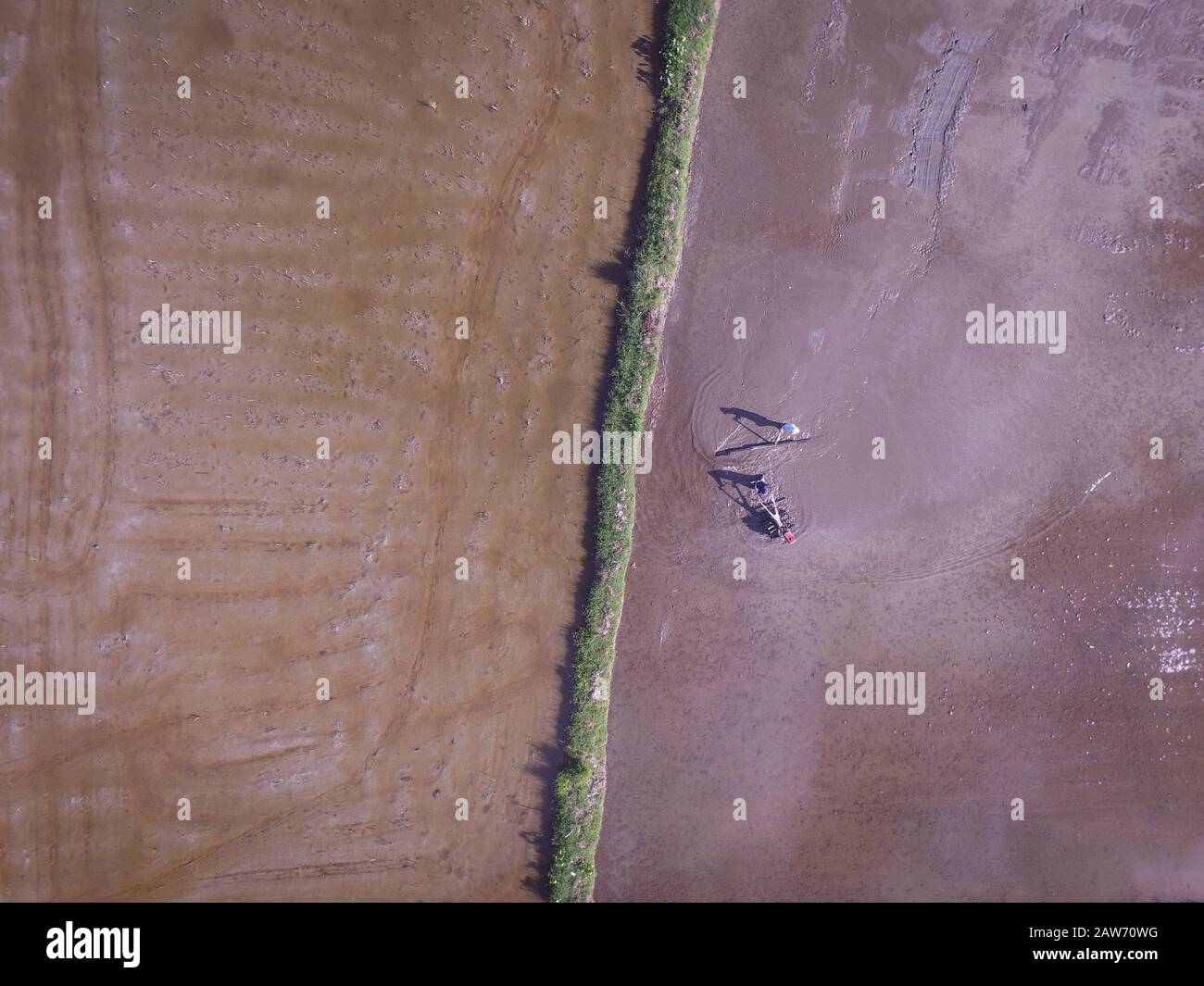 The shadow of two farmer using tractor to prepare the rice field for rice paddy plantation. Stock Photo
