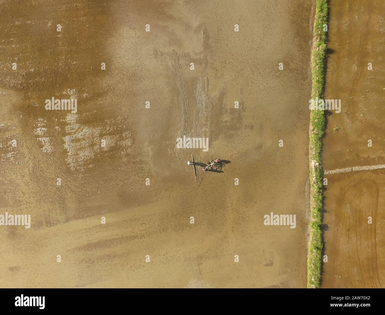 The shadow of two farmer using tractor to prepare the rice field for rice paddy plantation. Stock Photo