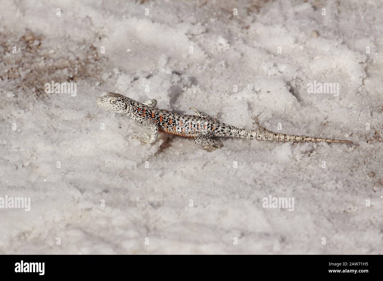 Lizard in the Atacama desert Stock Photo