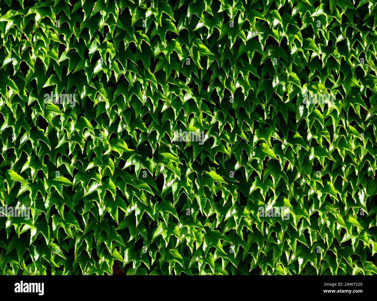 dense green Boston Ivy waxy leaves with dense foliage in bright light. white reflections. background image. freshness and outdoors concept. nature. Stock Photo