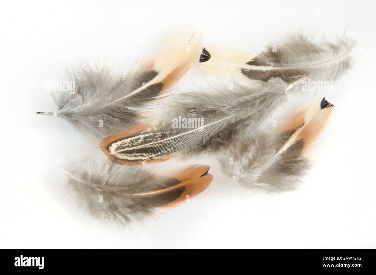 Beautiful pheasant feathers on a white background Stock Photo