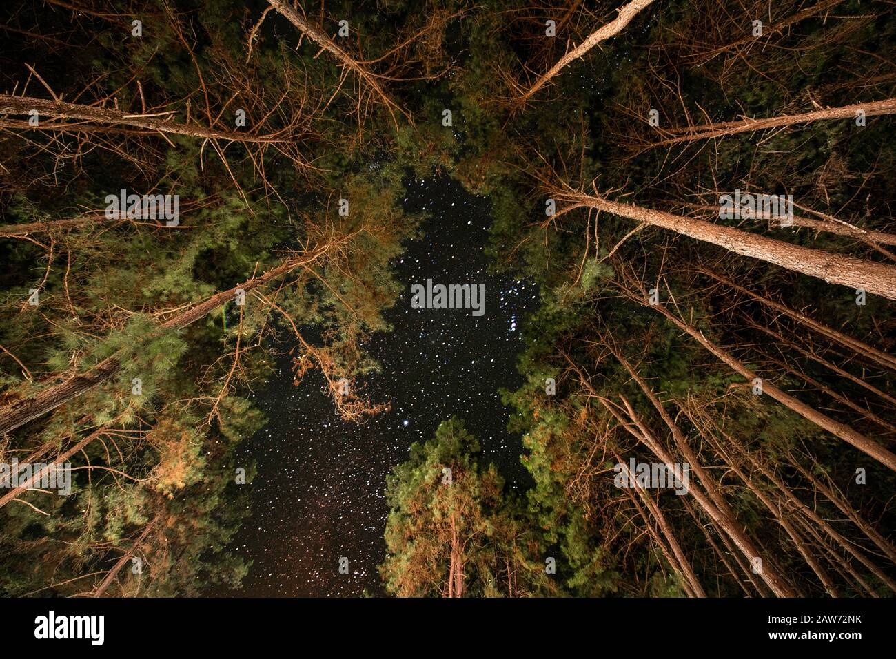 The bottom view on the star sky in the wood at night. Stock Photo