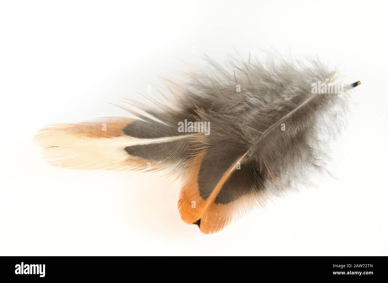 Beautiful pheasant feathers on a white background Stock Photo