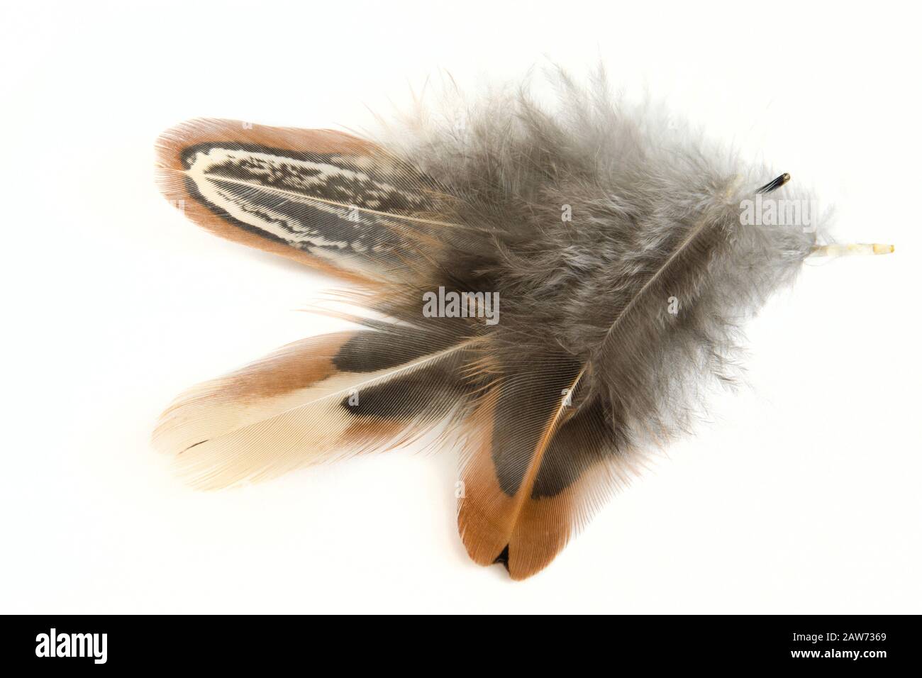 Three light beautiful multi-colored feathers on a white background with a shadow Stock Photo