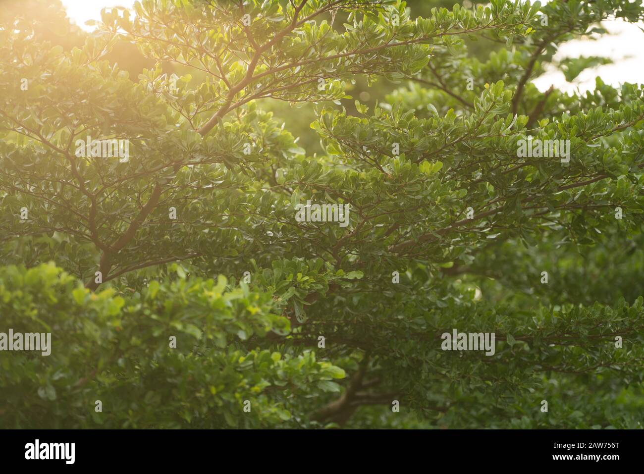 Green leaf and tree background. Summer warm sunlight. Stock Photo