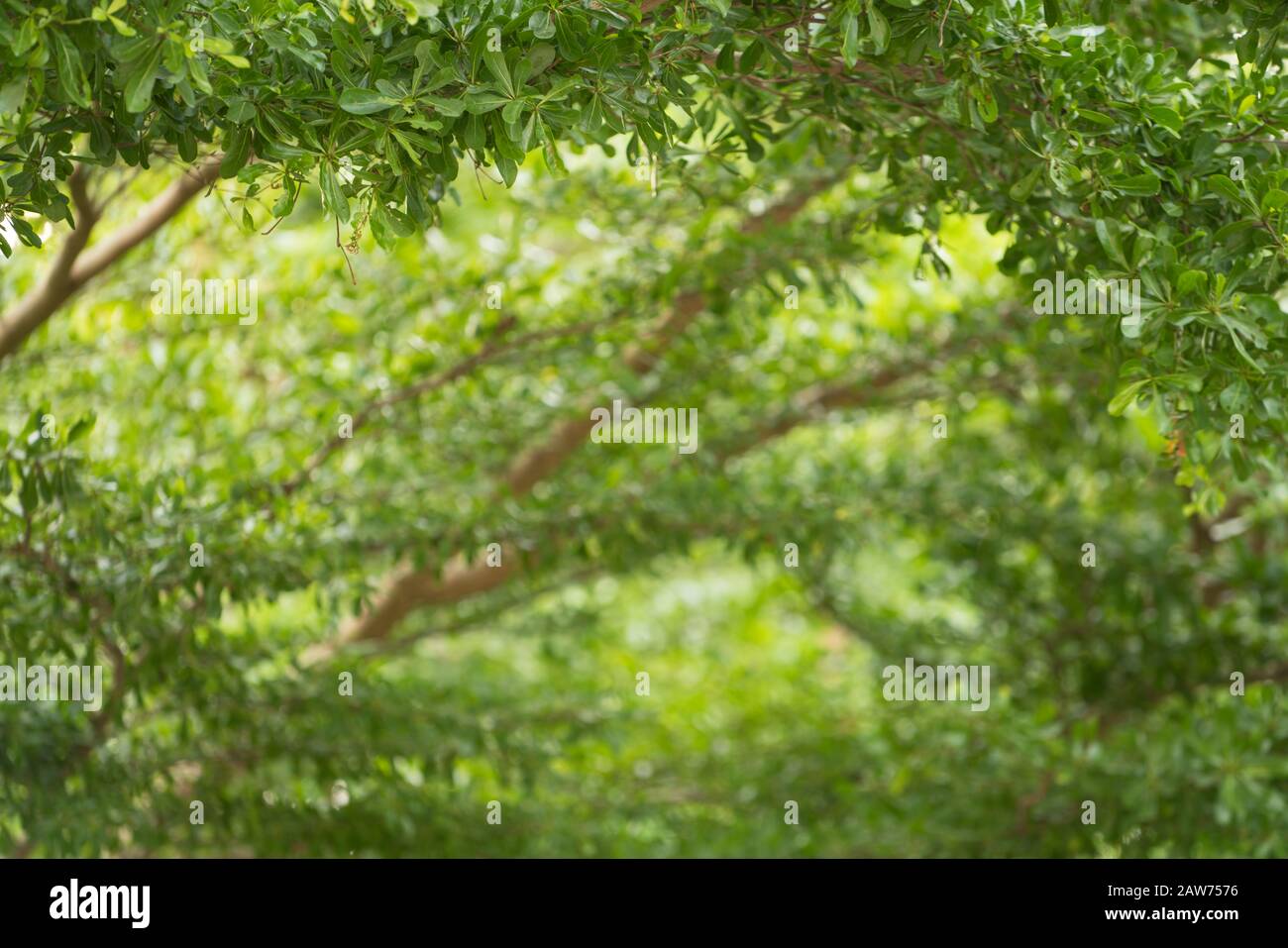 Green leaf and tree background. Summer warm sunlight. Stock Photo