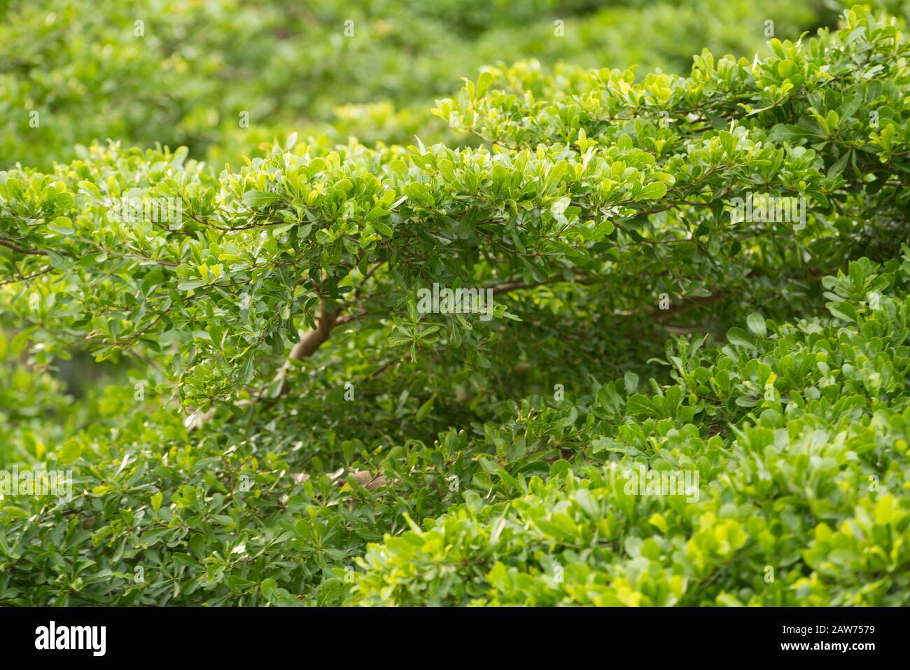 Green leaf and tree background. Summer warm sunlight. Stock Photo