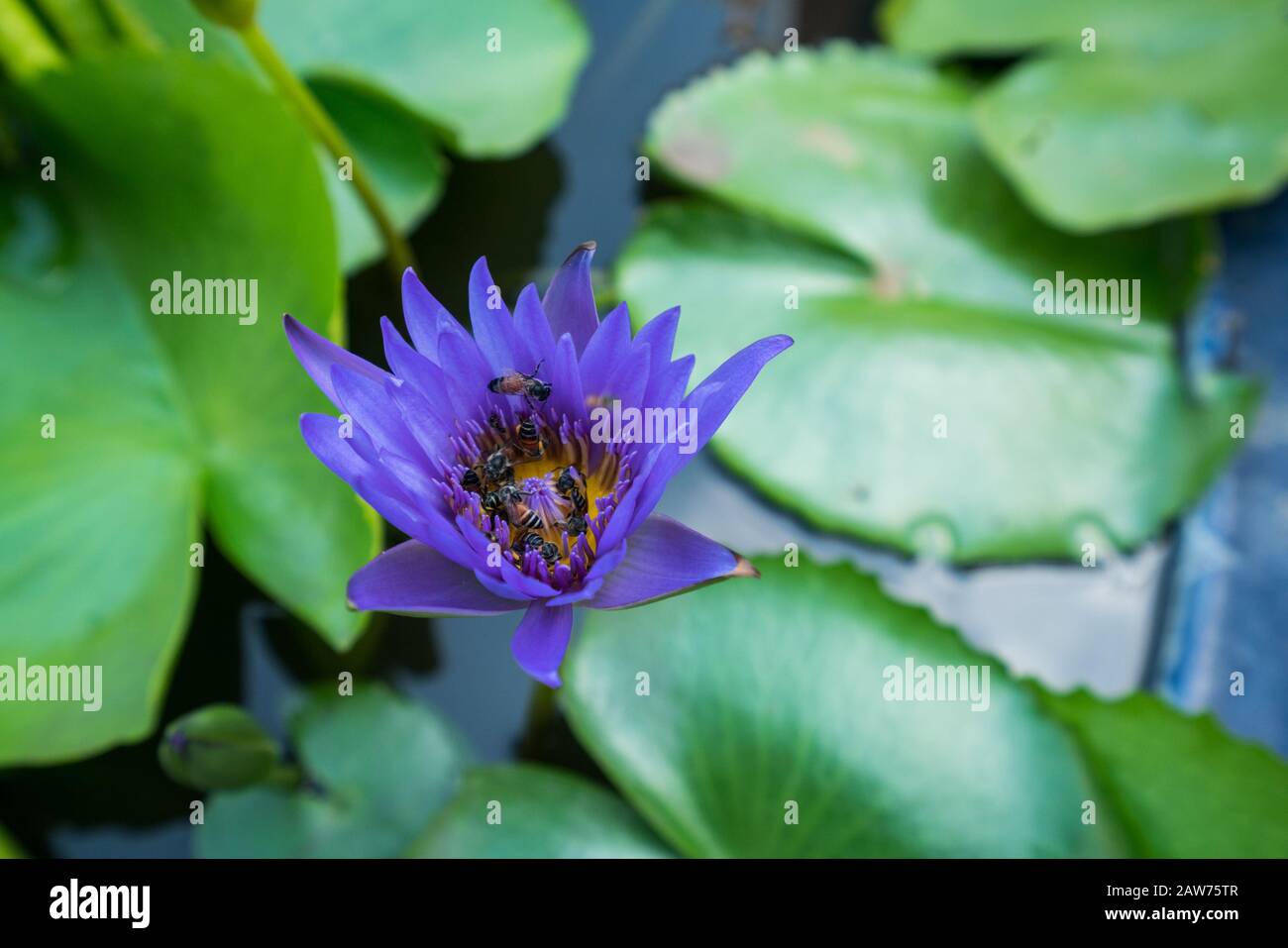 Bees are trying to keep nectar pollen from the lotus water lily flower. Stock Photo