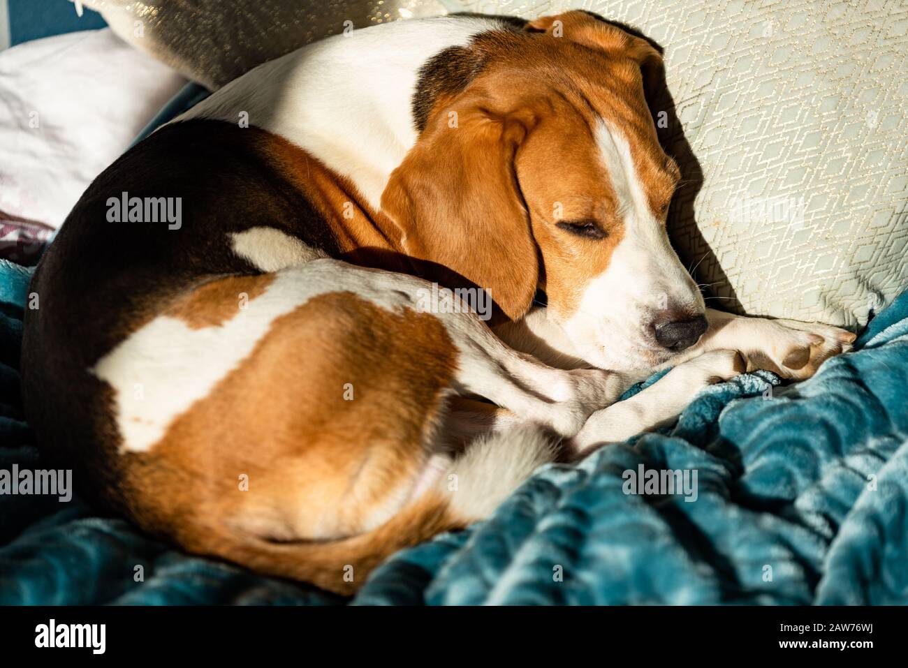 beagles sleeping under covers