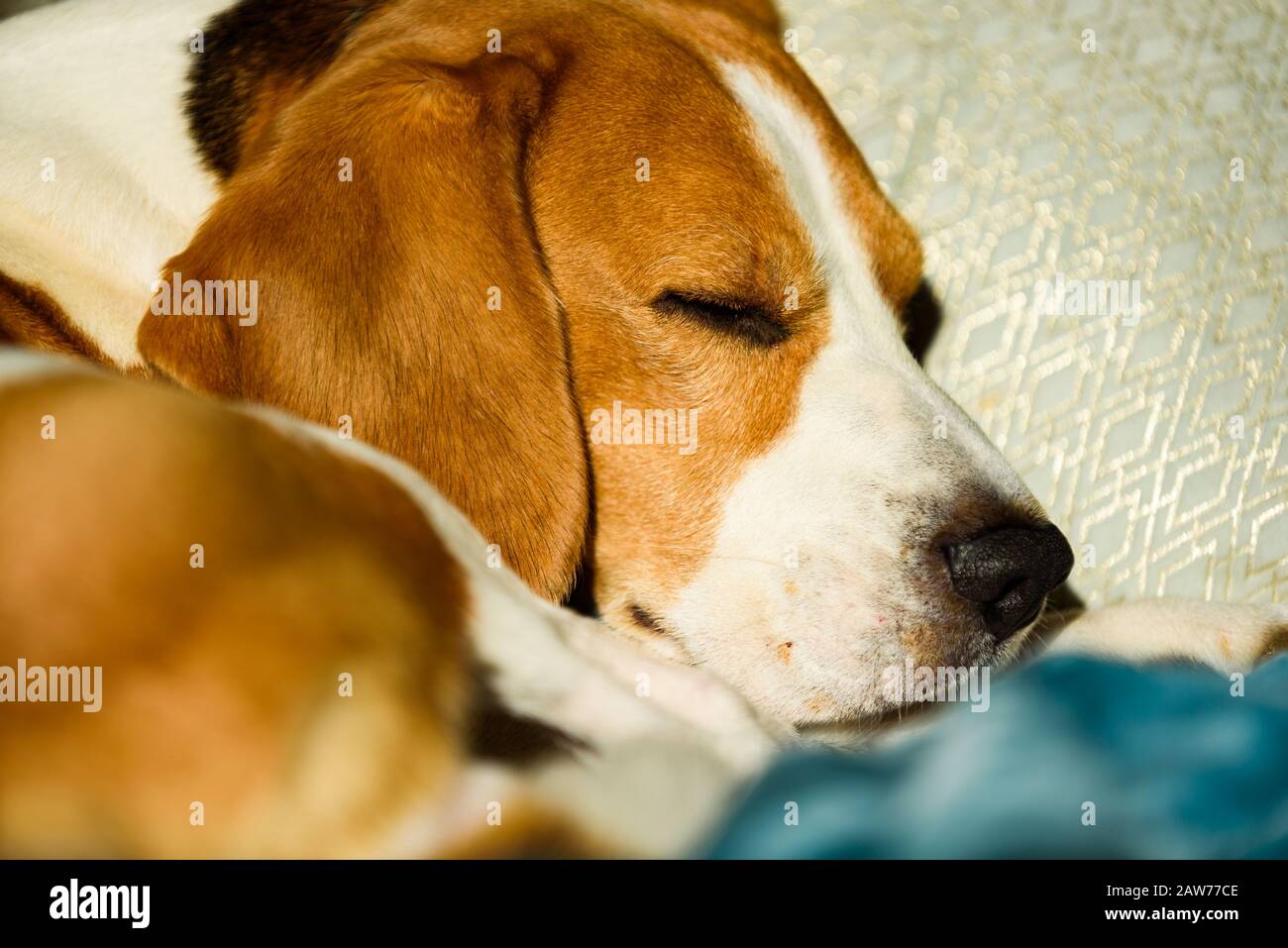 Beagle dog sleeping at bed in bright interior. Pet at home concept ...