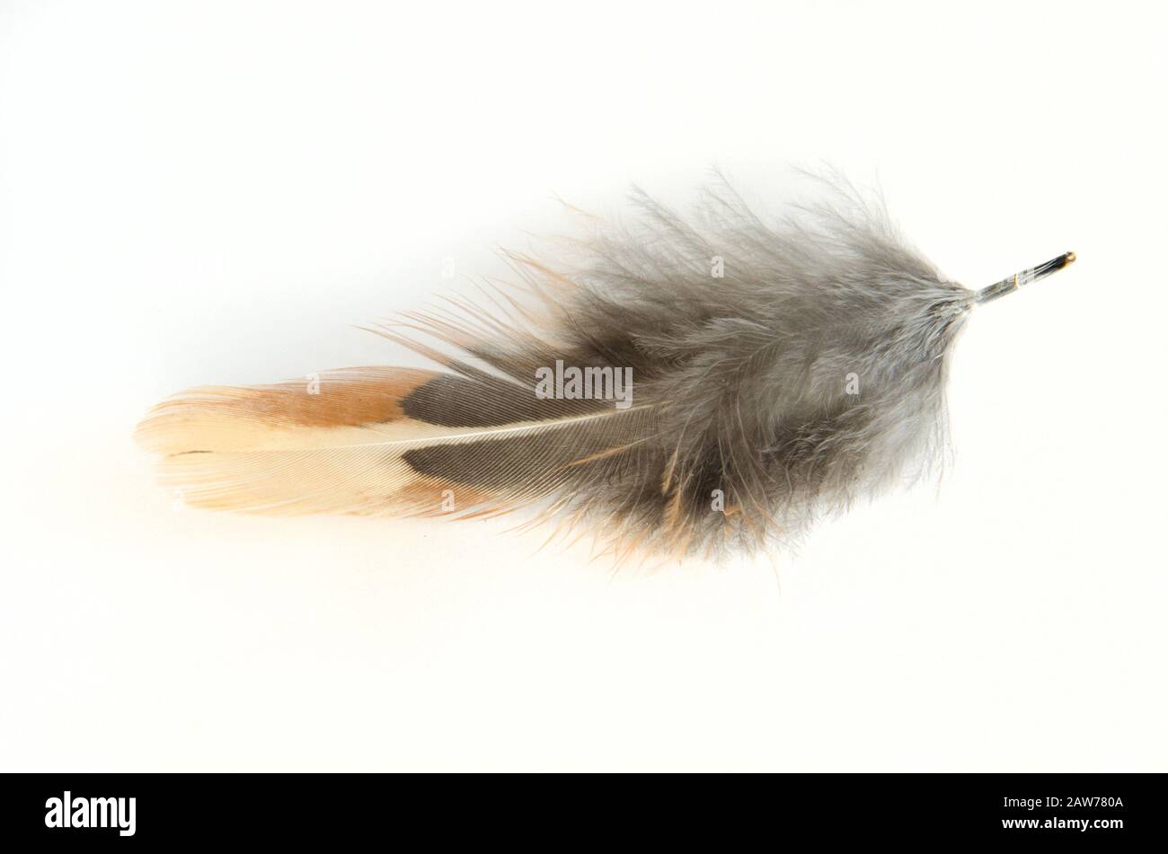 Beautiful pheasant feathers on a white background Stock Photo
