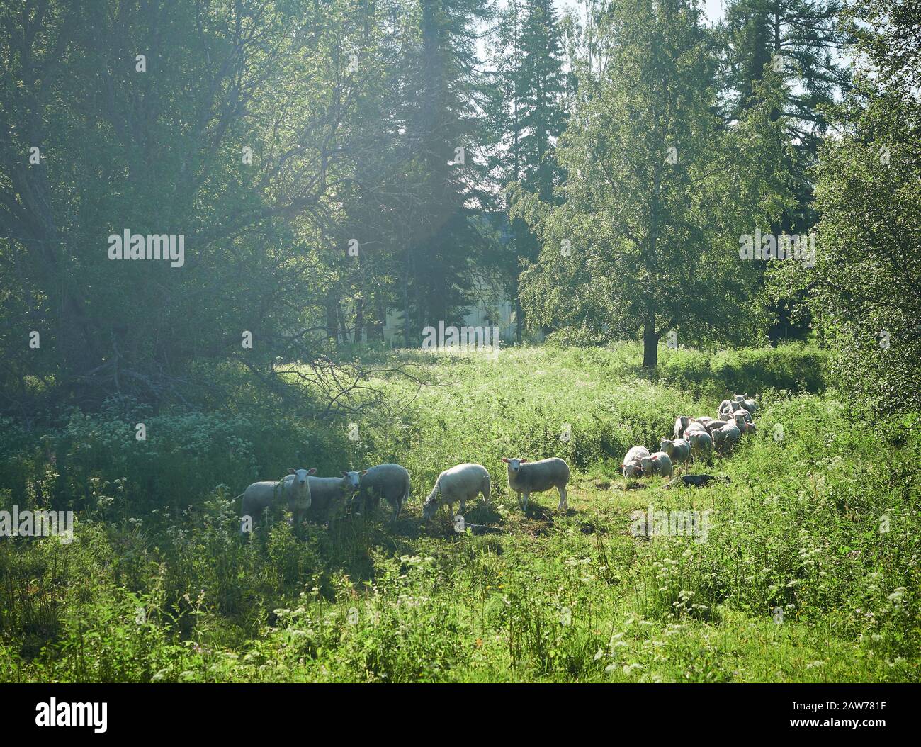 Sheeps and lambs on a meadow with green grass. Flock of sheep in sun rays on green summer background. Stock Photo