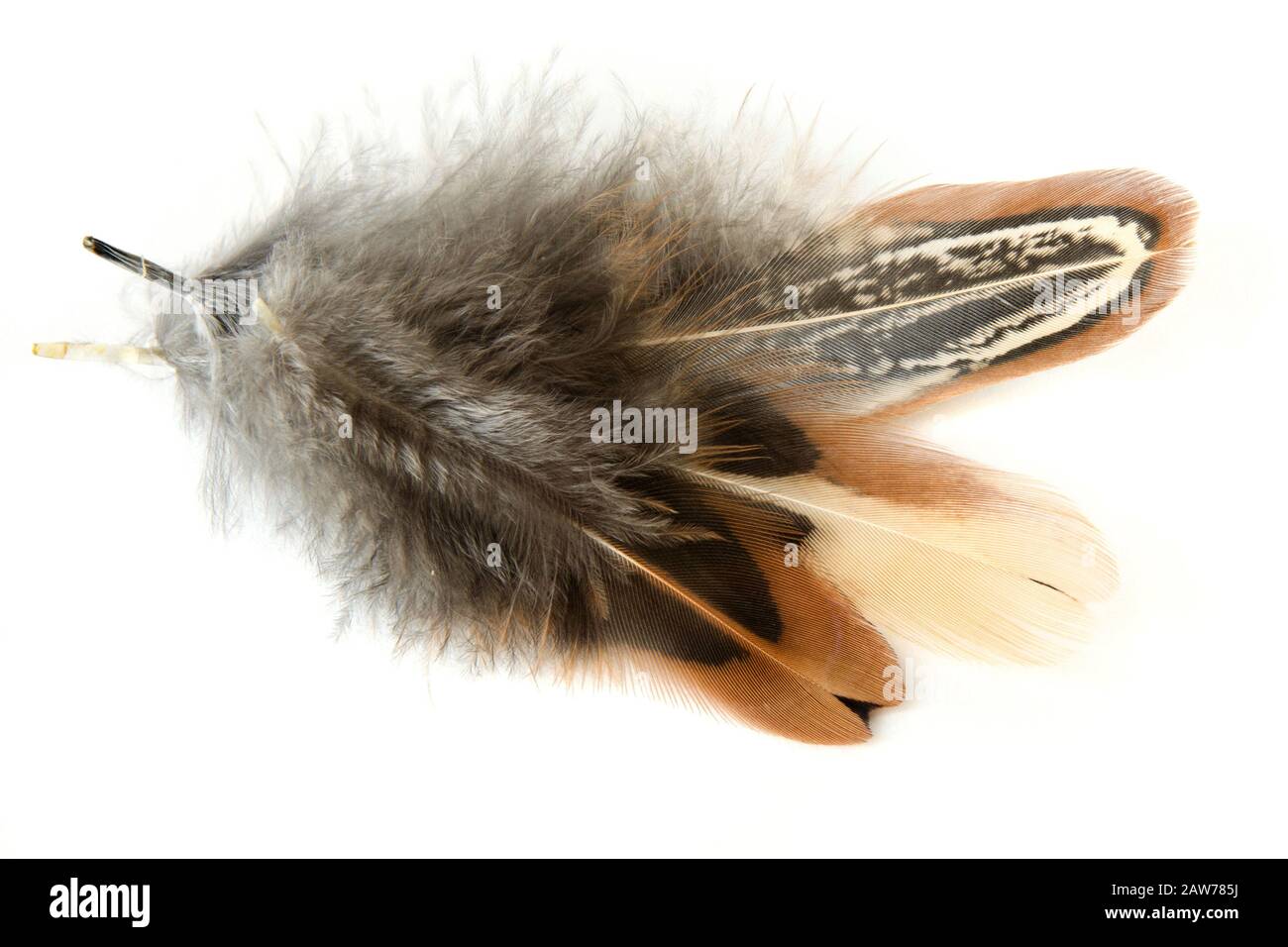 Three light beautiful multi-colored feathers on a white background with a shadow Stock Photo
