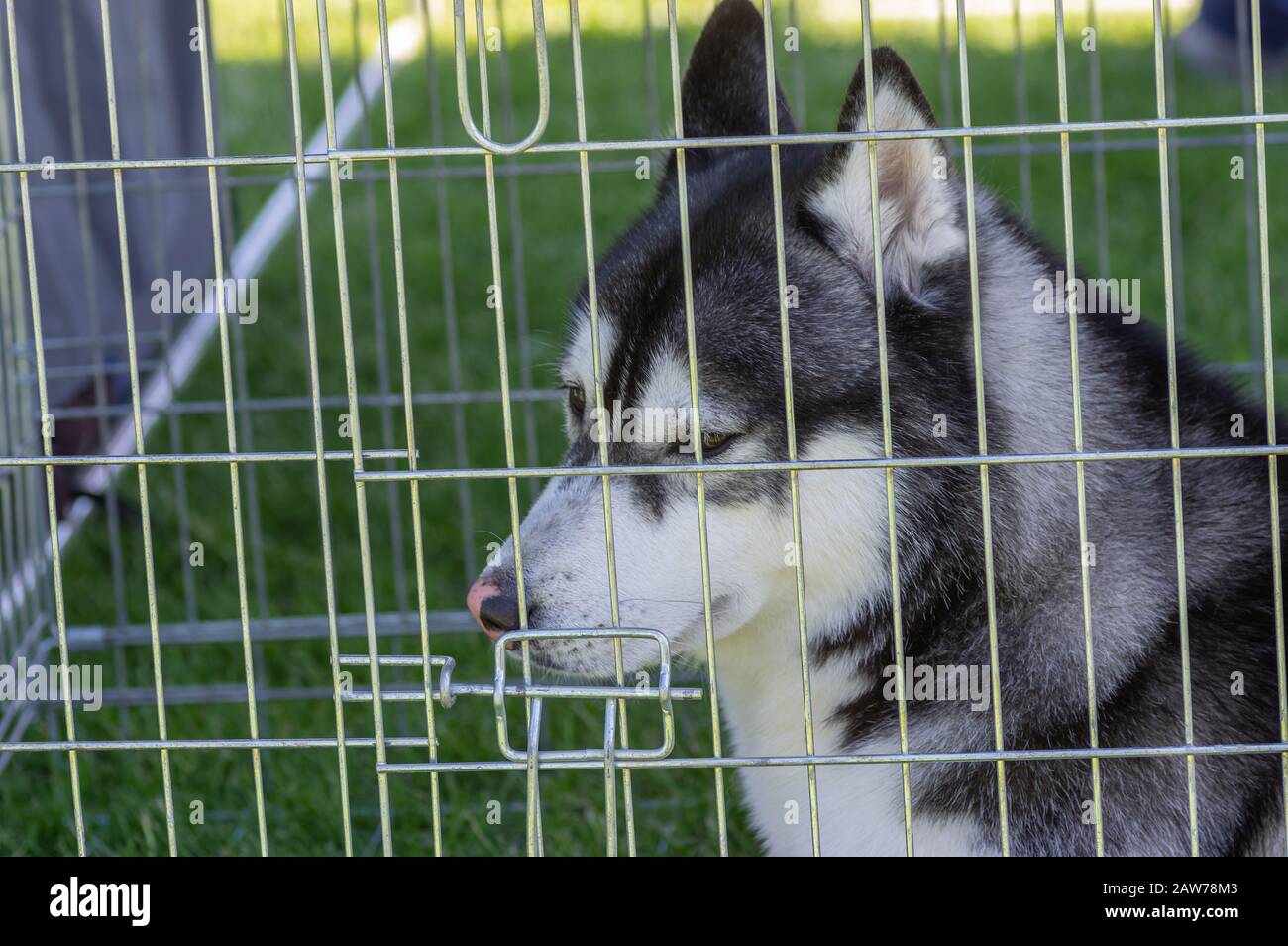 What Size Crate Does A Husky Need