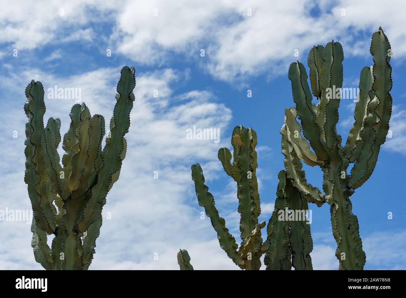 Cacti, succulent plant against blue sky on the background. Desert plant. Armatocereus mataranus Stock Photo