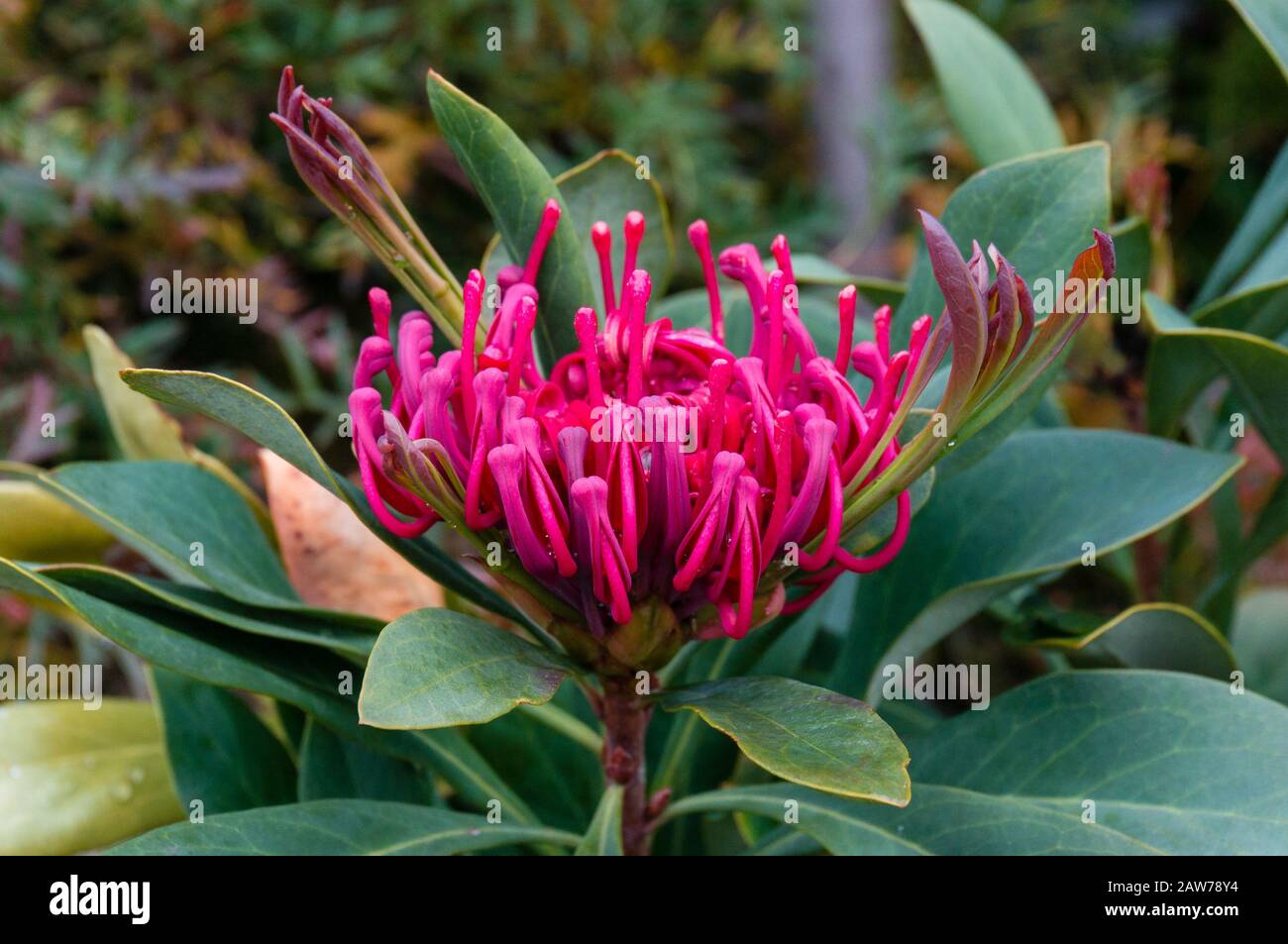 Close up of bright red waratah flower in bloom. AUstralian native bush