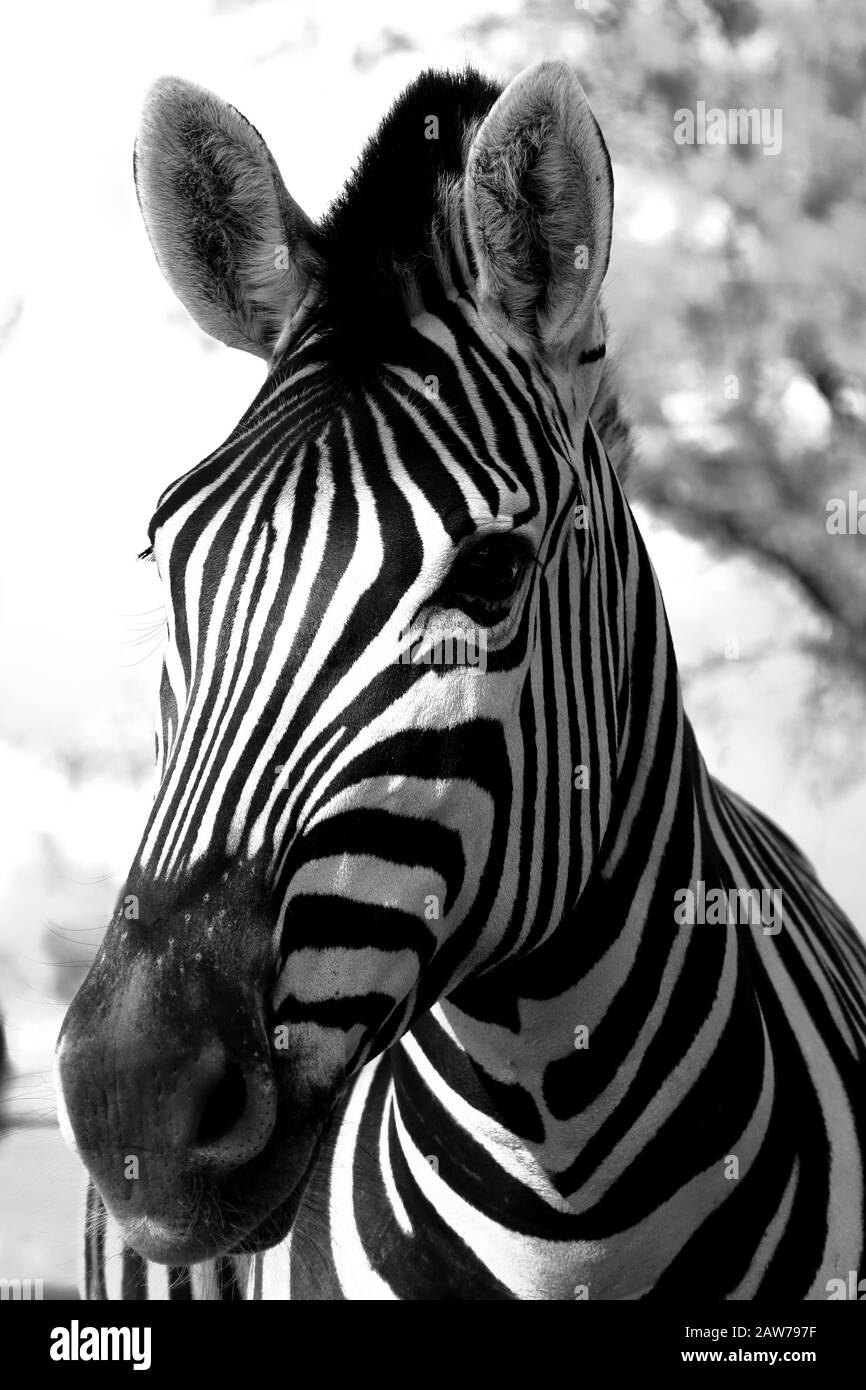 Black and White Zebra Stock Photo Alamy