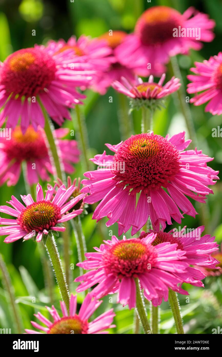 Echinacea Delicious Candy = 'Noortdeli' (PBR) (d) coneflower Delicious Candy Stock Photo