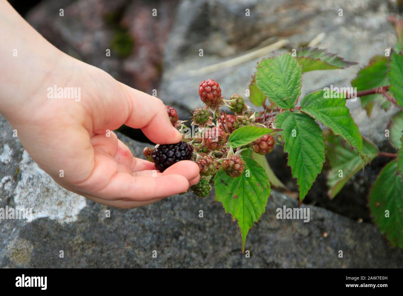 Picking wild blackberries Stock Photo