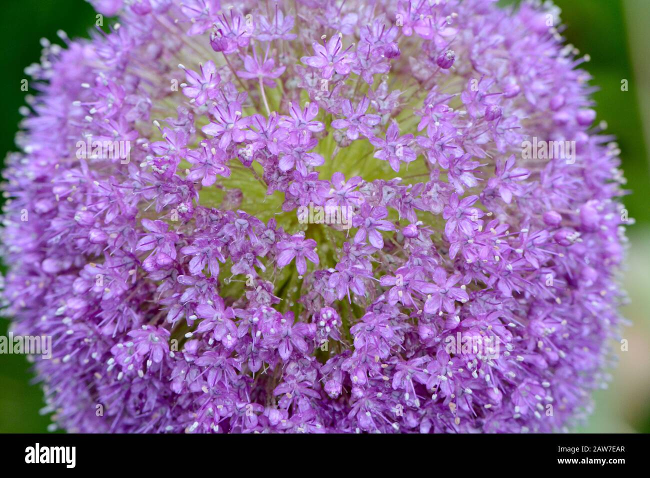 Purple giant allium flower Stock Photo