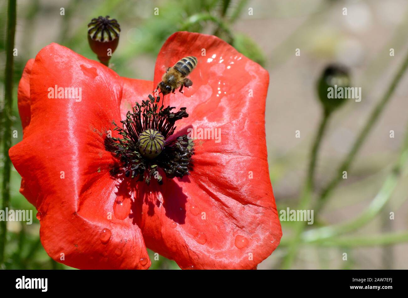 Honey bee on poppy Stock Photo