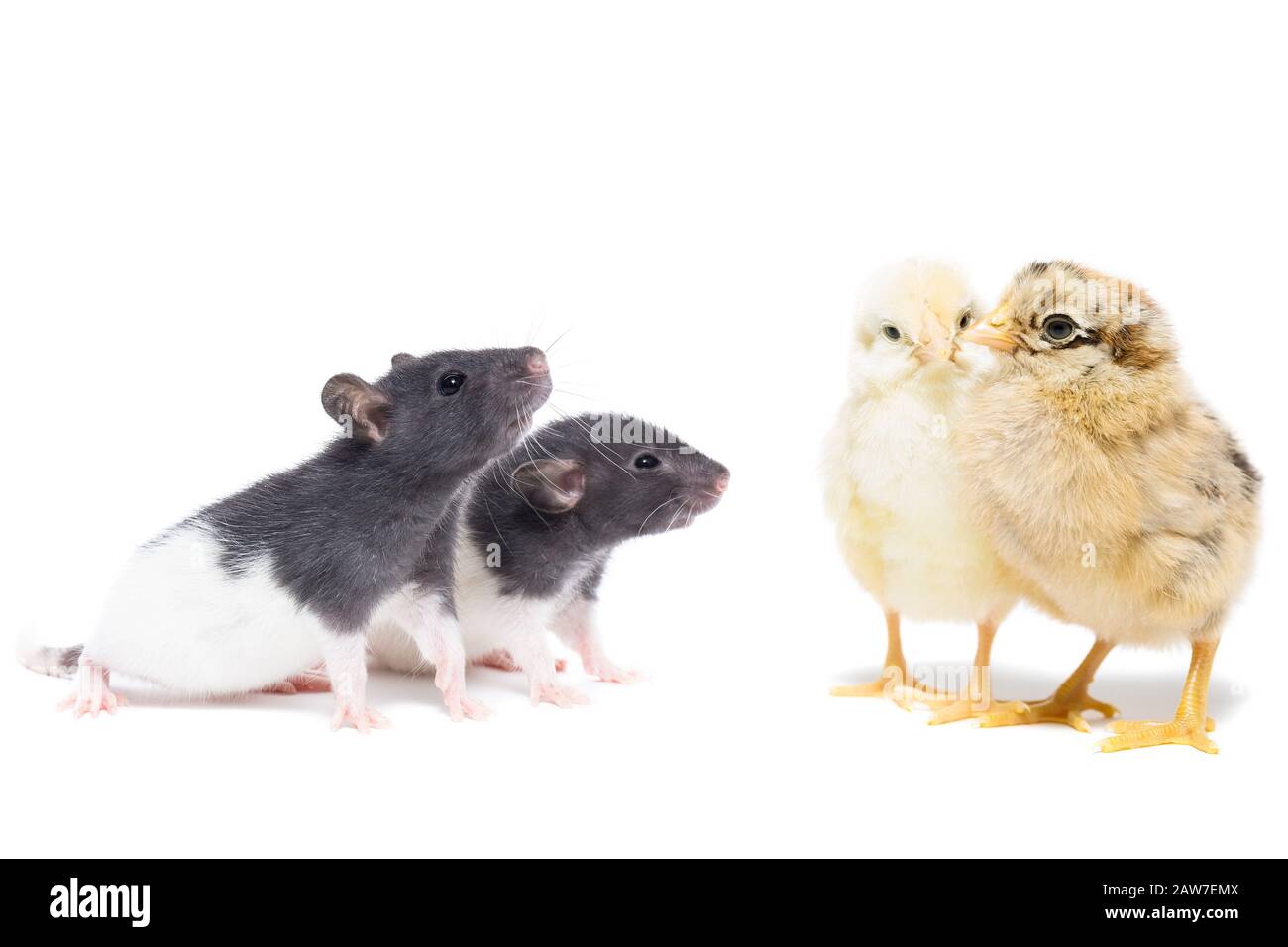 Chickens and a rat on an isolated white background Stock Photo