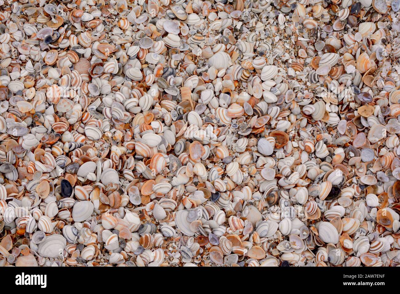 seashells on a Dutch beach Stock Photo