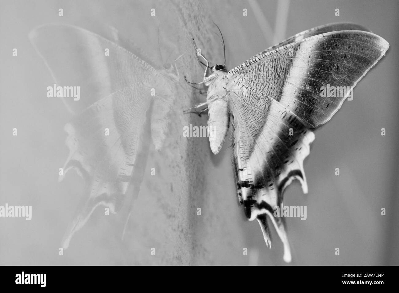 Tropical swallowtail moth reflected in black and white Stock Photo
