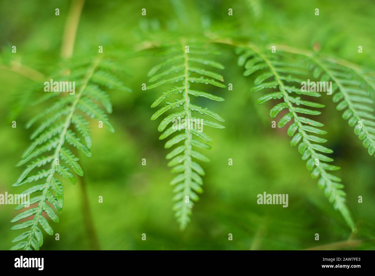Beautiful fern hi-res stock photography and images - Alamy