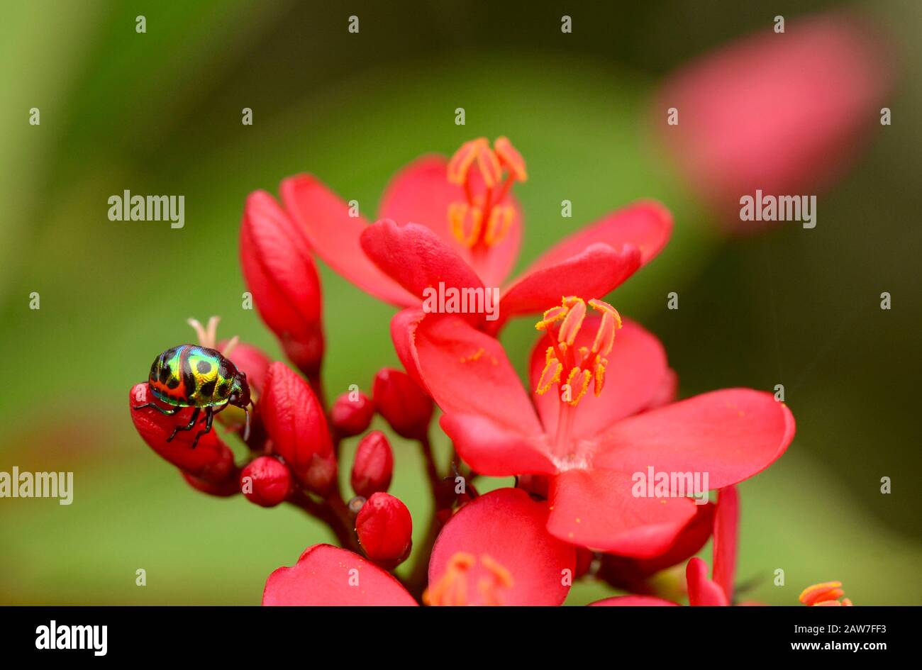 jewel beetle on a tropical red flower Stock Photo