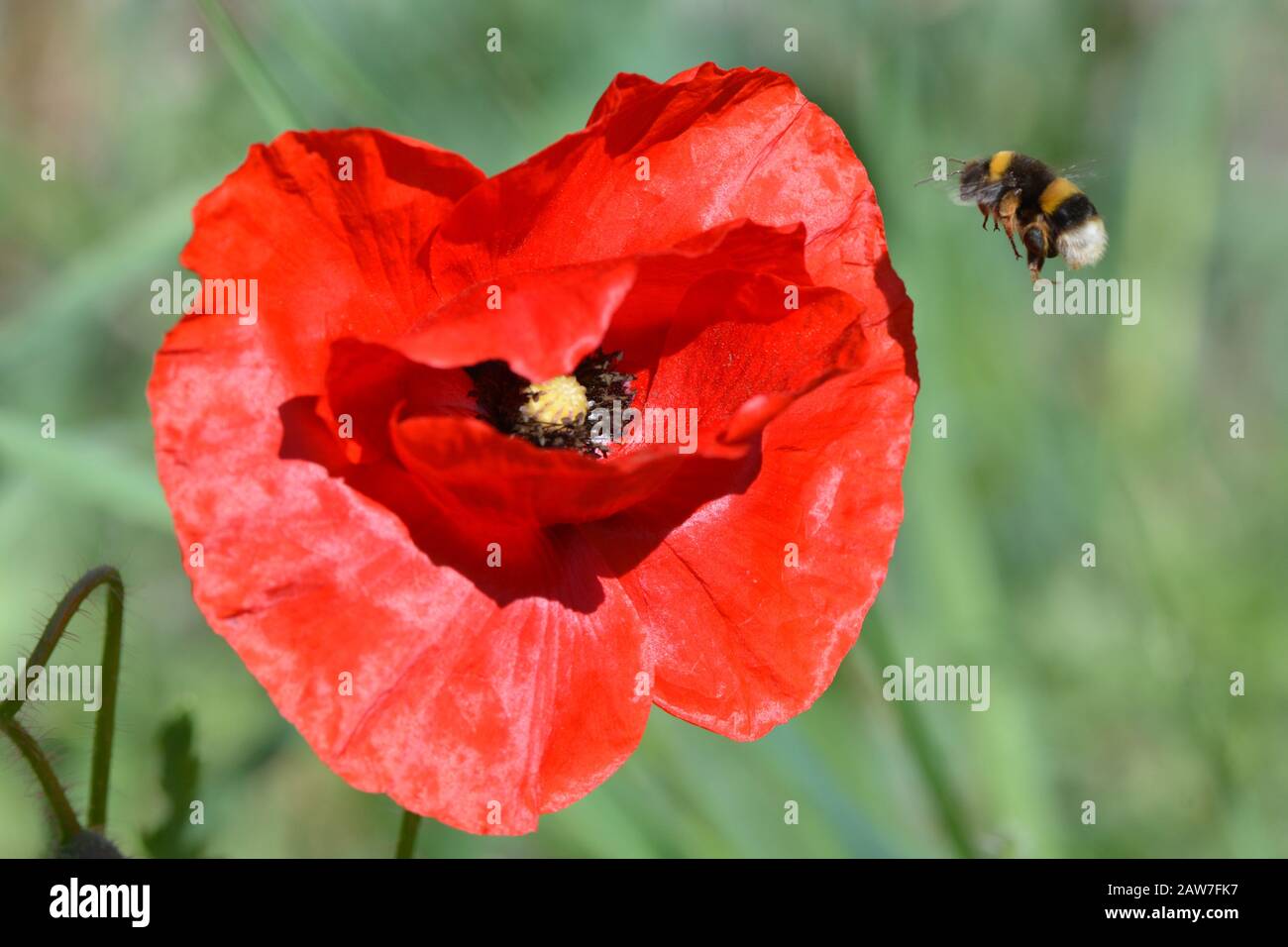 Bumble bee on poppy Stock Photo