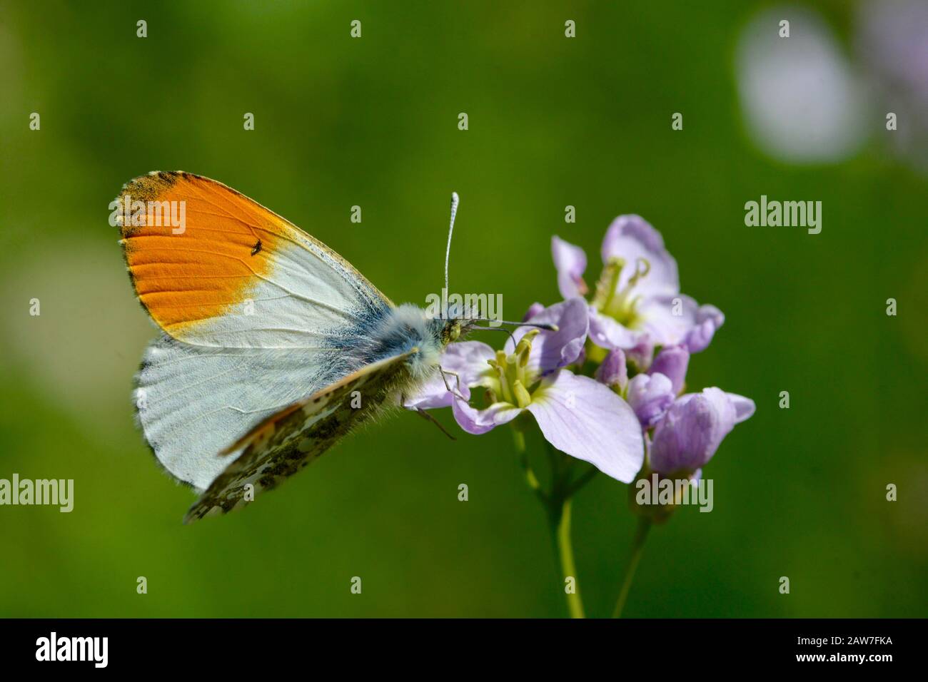 Orange tip butterfly on mayflower Stock Photo