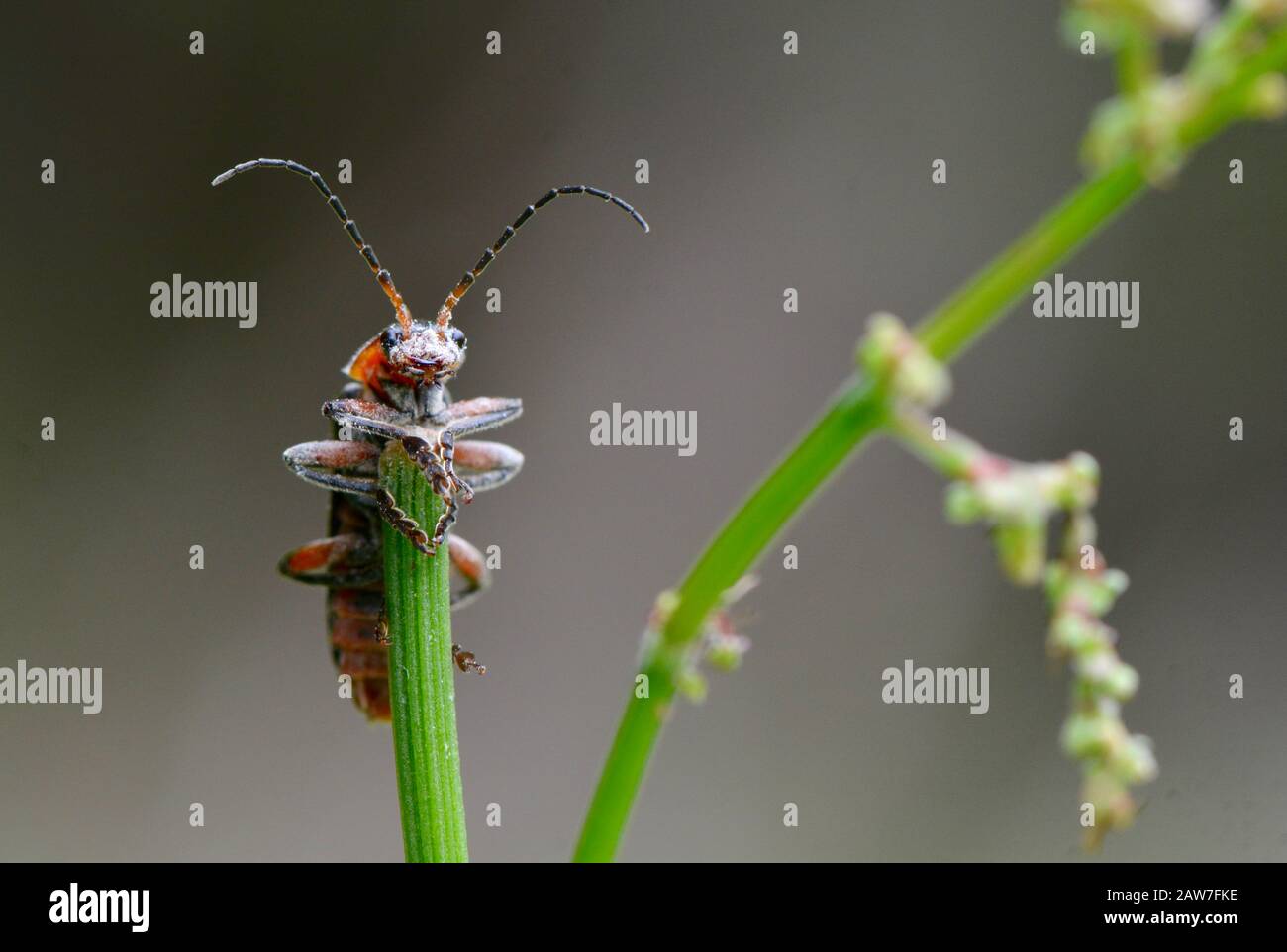 Soldier beetle clings to a plant stem Stock Photo