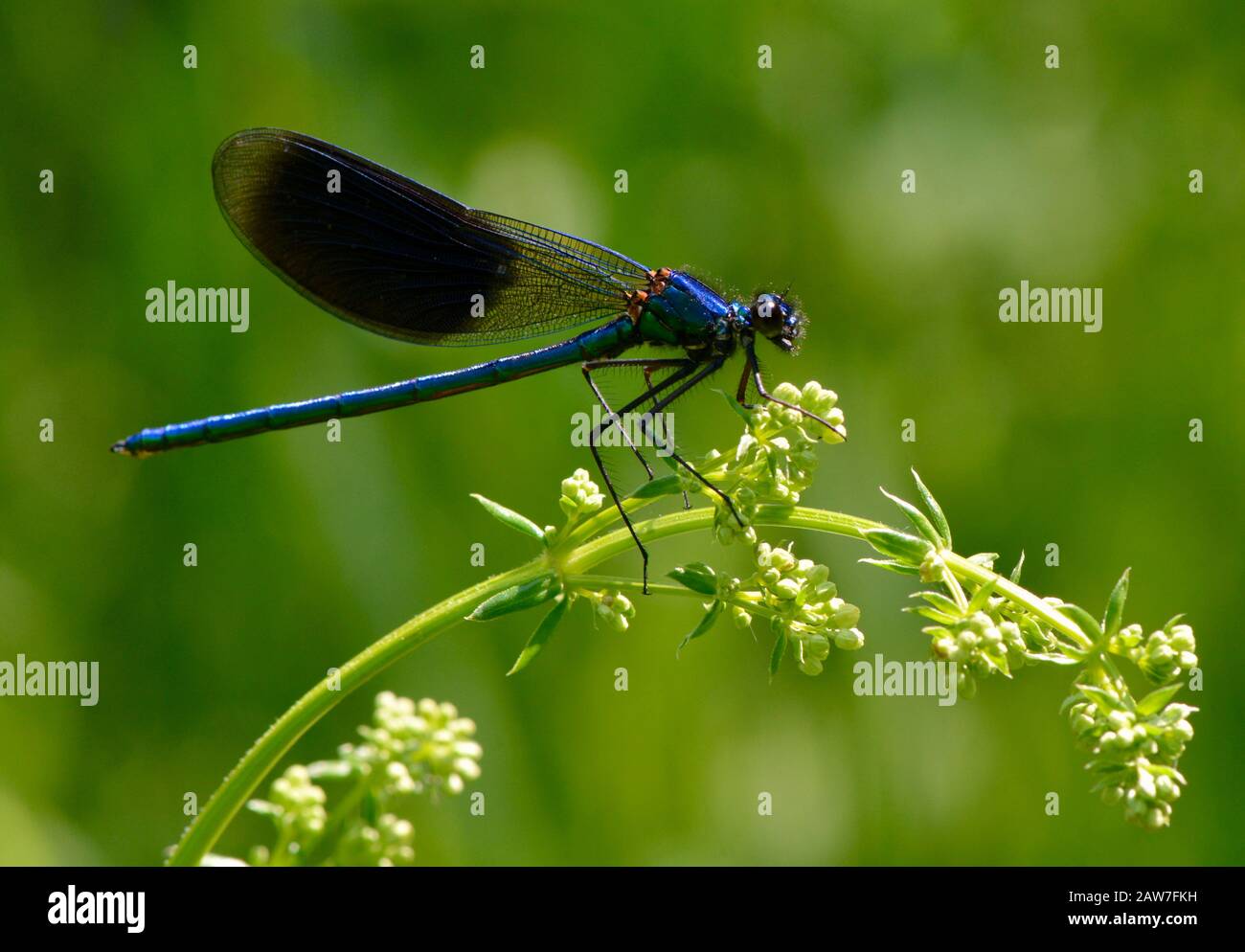 Banded Demoiselle at rest Stock Photo