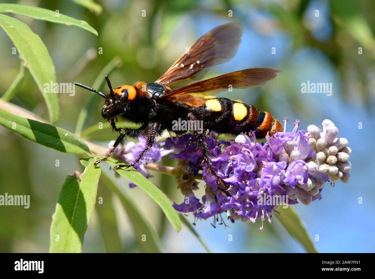 Mammoth wasp feeding on nectar Stock Photo