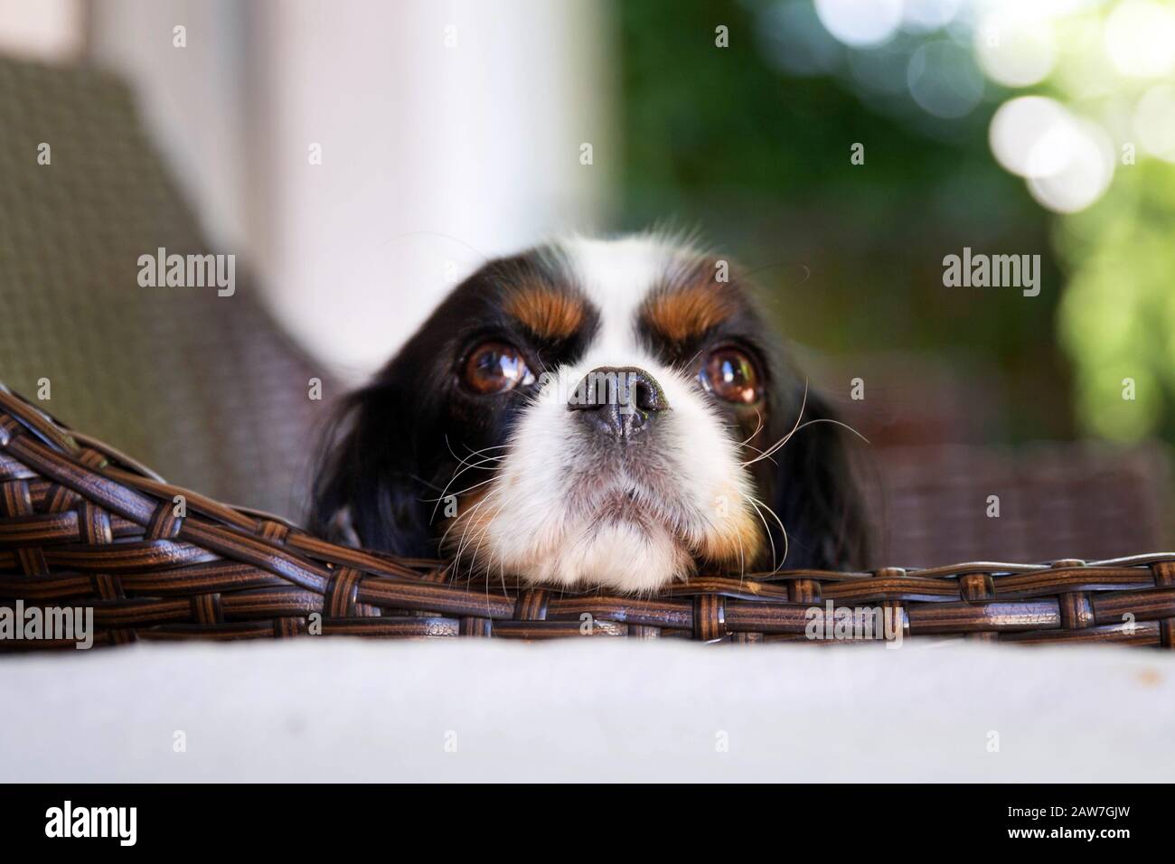 Cute dog, cavalier spaniel, resting head on the chair Stock Photo