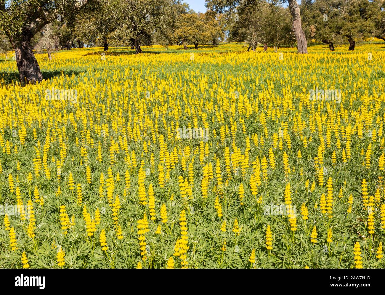 Yellow flowers of lupin plants, Lupine Albus in a field with cork oak
