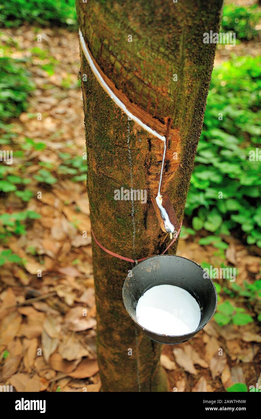 Rubber Tree Kerala High Resolution Stock Photography and Images Alamy