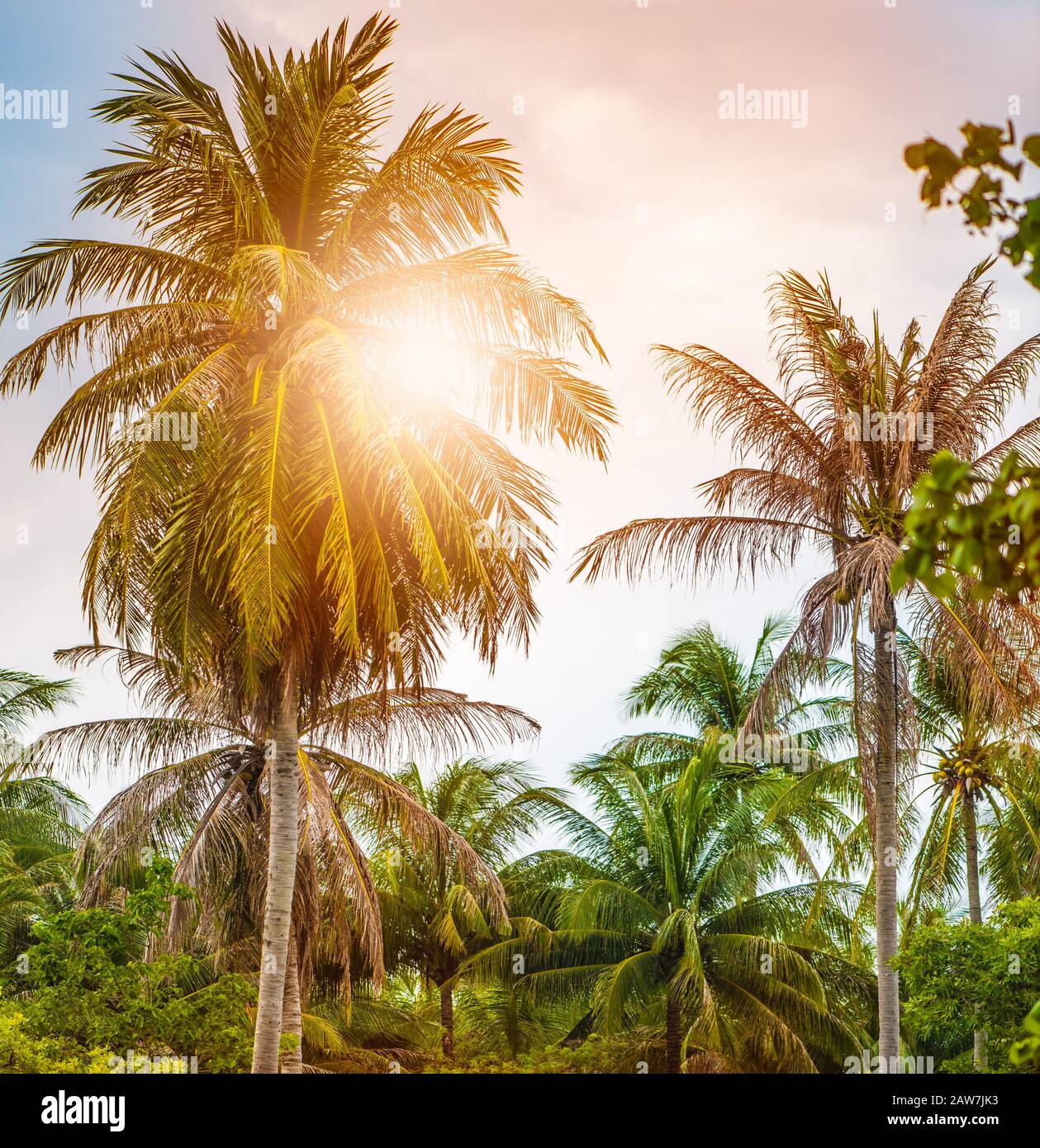 Coconut palms in the wild jungle grow on the beach of a tropical island ...