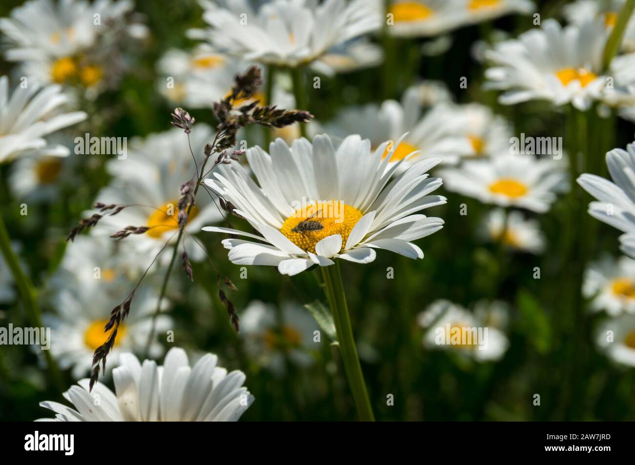 Close up of white and yellow daisy flower with honey bee collecting pollen. Floral nature background Stock Photo
