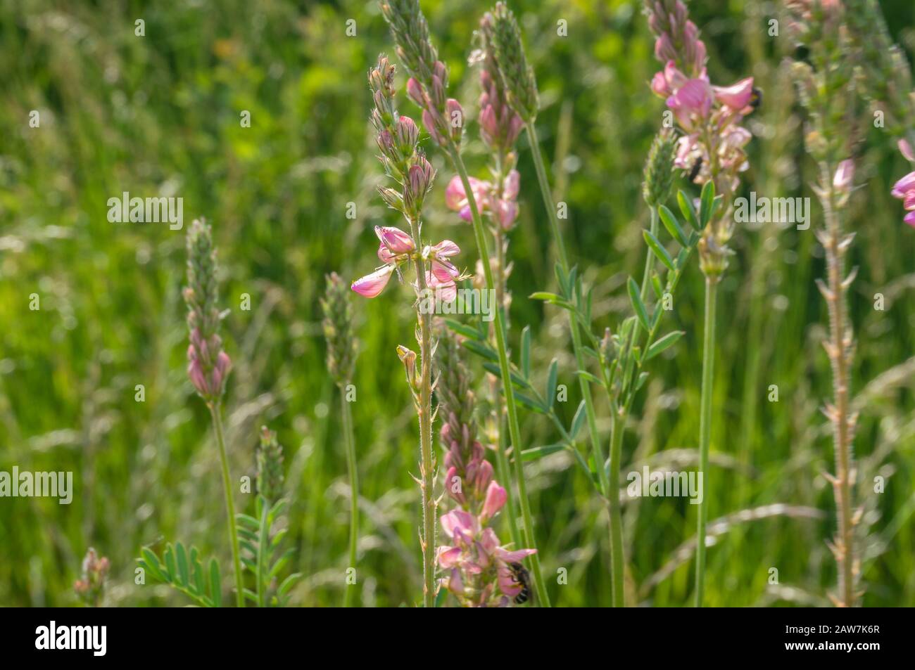 Close up of sweet pea plant blooming with pink flowers. Floral nature background Stock Photo