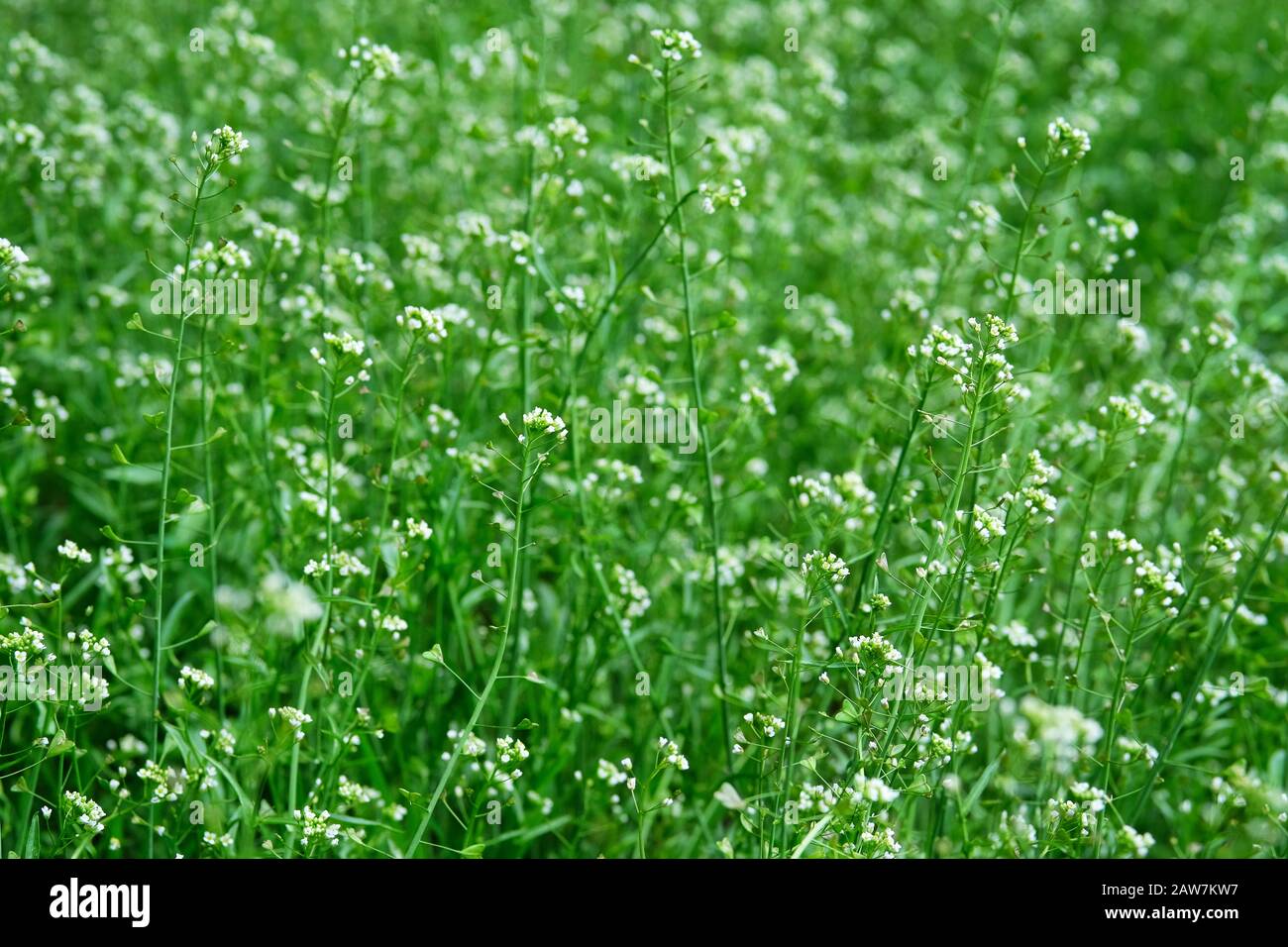 Capsella flowers on green nature blurred background on meadow. Bright wild flowers for herbal medicine. Medicinal herb. Stock Photo