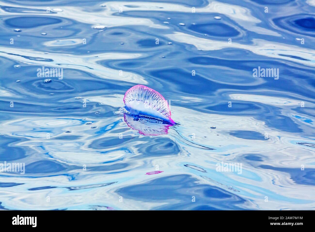 Portuguese Man O' War - Physalia physalis - at the surface of the Atlantic Ocean, Madeira Stock Photo