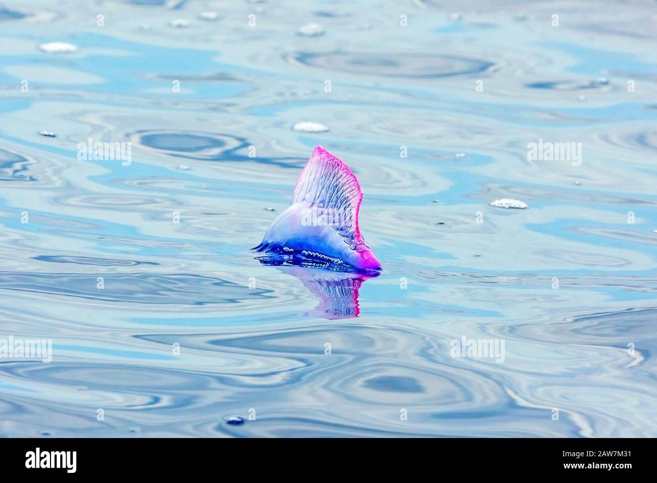 Portuguese Man O' War - Physalia physalis - at the surface of the Atlantic Ocean, Madeira Stock Photo