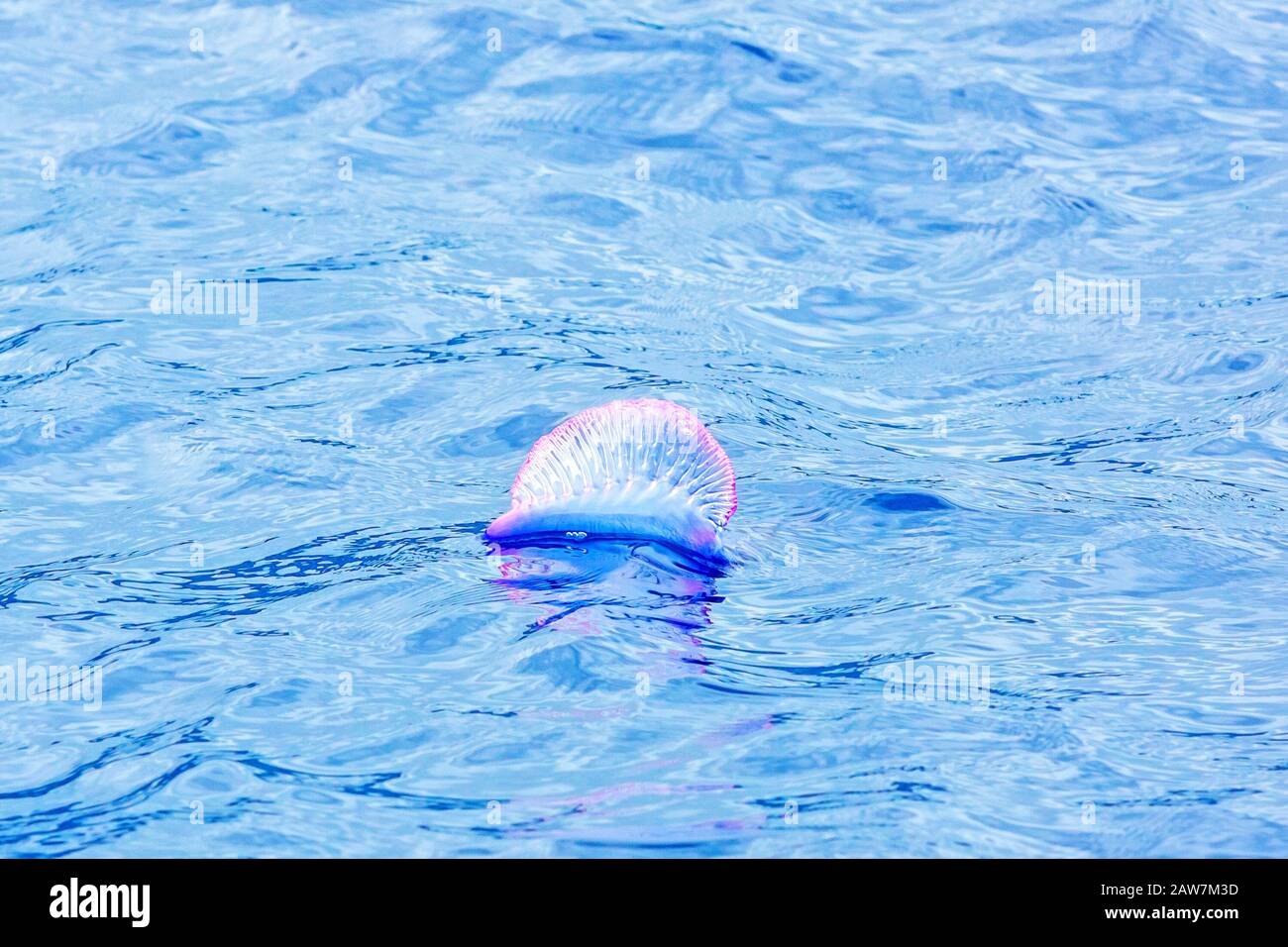 Portuguese Man O' War - Physalia physalis - at the surface of the Atlantic Ocean, Madeira Stock Photo