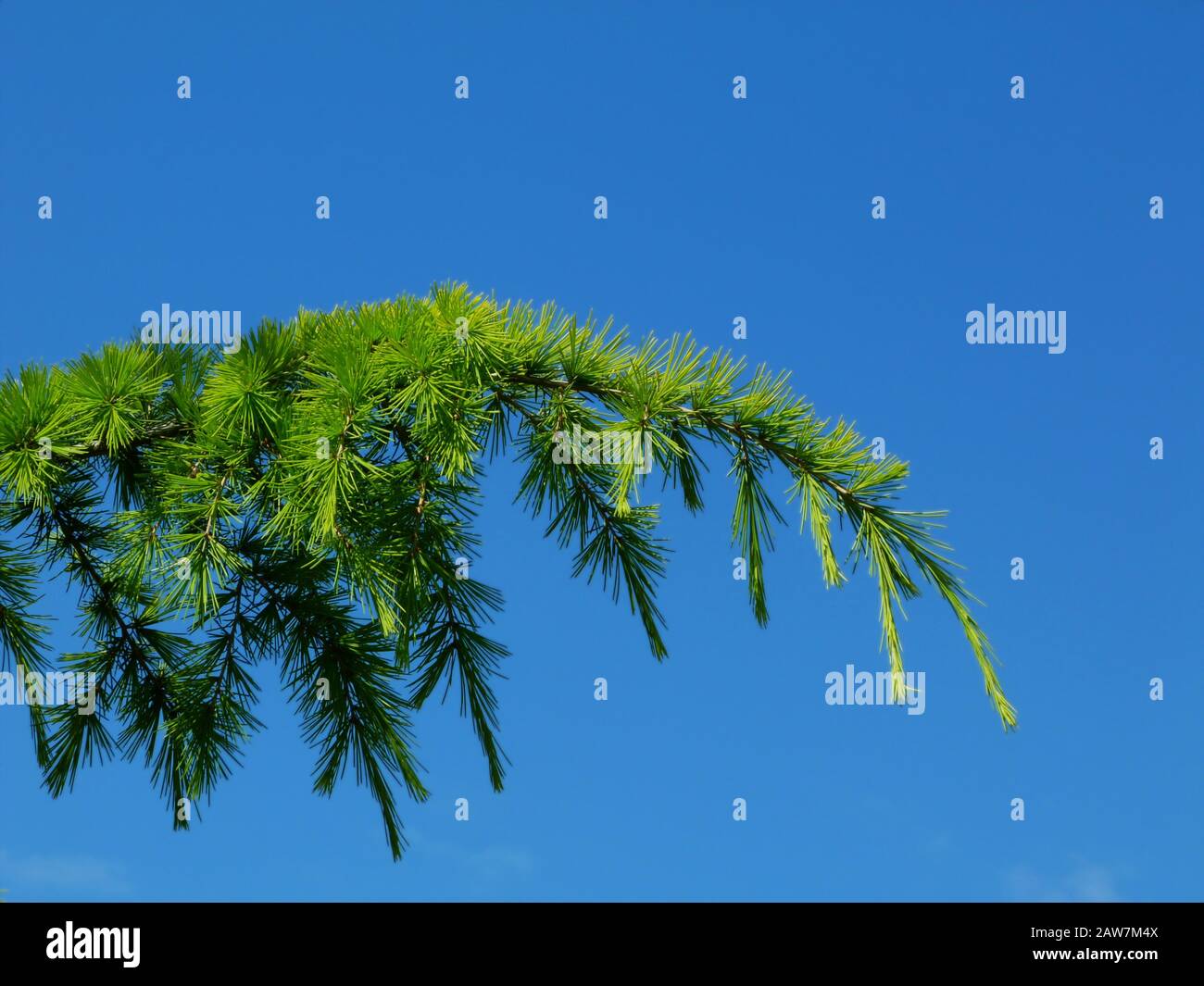 light evergreen twigs and short bright green pine needles. beauty in nature concept. calming effect. parks, outdoors and nature. green and blue colors Stock Photo